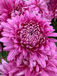 Image result for Chrysanthemum spectabile