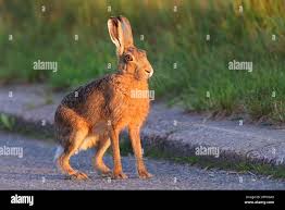 Attēlu rezultāti vaicājumam “Lepus europaeus adult”