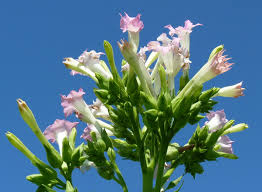 Attēlu rezultāti vaicājumam “Nicotiana tabacum flower”