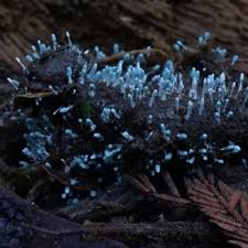 Attēlu rezultāti vaicājumam “Physarum, Nannengaella sp.”