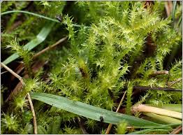 Attēlu rezultāti vaicājumam “Campylium stellatum”