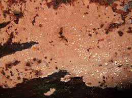 Attēlu rezultāti vaicājumam “Junghuhnia collabens”