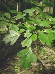 Attēlu rezultāti vaicājumam “Crataegus laevigata leaf”