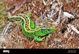 Attēlu rezultāti vaicājumam “Lacerta agilis male”