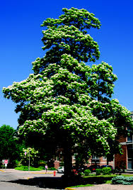 Attēlu rezultāti vaicājumam “Catalpa”