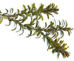 Attēlu rezultāti vaicājumam “Elodea canadensis leaf”