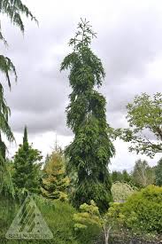 Attēlu rezultāti vaicājumam “Abies alba”