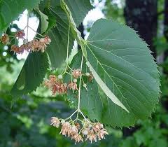 Attēlu rezultāti vaicājumam “Tilia americana”
