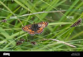 Attēlu rezultāti vaicājumam “Boloria aquilonaris underside”
