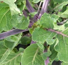 Image result for Taunton Deane