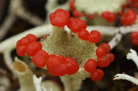 Attēlu rezultāti vaicājumam “Cladonia coccifera”