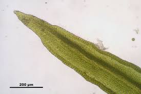 Attēlu rezultāti vaicājumam “Orthotrichum patens”