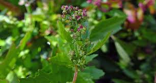 Attēlu rezultāti vaicājumam “Chenopodiaceae”