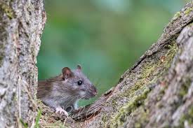 Attēlu rezultāti vaicājumam “Rattus norvegicus”