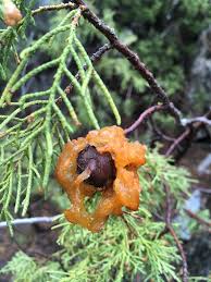 Attēlu rezultāti vaicājumam “Gymnosporangium sabinae”