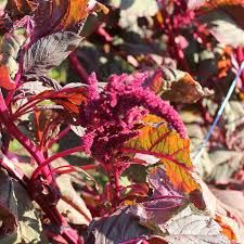 Image result for Fuchsschwanz