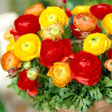 Attēlu rezultāti vaicājumam “Ranunculus brunnescens”