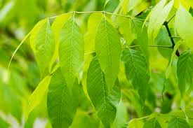 Attēlu rezultāti vaicājumam “Fraxinus”