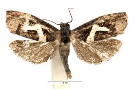 Attēlu rezultāti vaicājumam “Epiblema foenella”