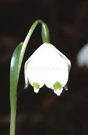 Attēlu rezultāti vaicājumam “Leucojum vernum var. vernum”