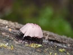 Attēlu rezultāti vaicājumam “Stemonitis axifera stalked”