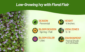 Attēlu rezultāti vaicājumam “Enteridium olivaceum young”