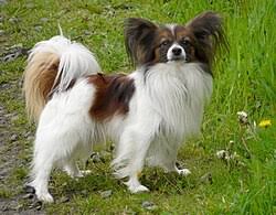 Image result for papillon