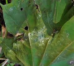 Attēlu rezultāti vaicājumam “Sawadaea tulasnei”