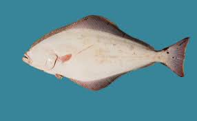 Image result for Hippoglossus hippoglossus