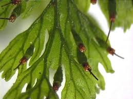 Attēlu rezultāti vaicājumam “Trichia alpina sessile”