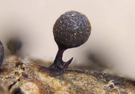 Attēlu rezultāti vaicājumam “Lamproderma pseudomaculatum”