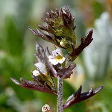 Image result for Euphrasia stricta