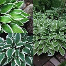 Attēlu rezultāti vaicājumam “Hosta sp.”