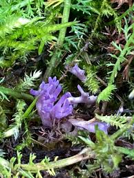 Attēlu rezultāti vaicājumam “Ramariopsis pulchella”