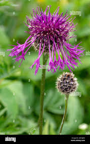 Attēlu rezultāti vaicājumam “Centaurea scabiosa bud”