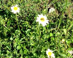 Attēlu rezultāti vaicājumam “Leucanthemum vulgare leaf”