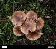 Attēlu rezultāti vaicājumam “Armillaria sp.”