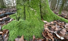 Attēlu rezultāti vaicājumam “Hypnum cupressiforme sporophyte”