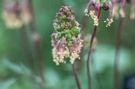 Image result for Sanguisorba minor