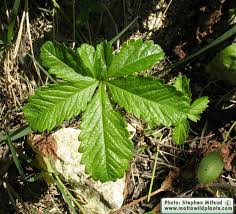 Attēlu rezultāti vaicājumam “Potentilla reptans bud”