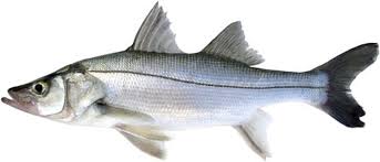 Image result for Centropomus parallelus