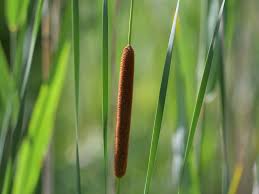 Attēlu rezultāti vaicājumam “Typha angustifolia  leaf”