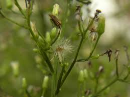 Attēlu rezultāti vaicājumam “Erigeron canadensis”