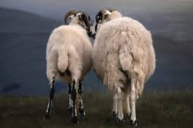 Attēlu rezultāti vaicājumam “Ovis aries”