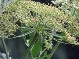 Attēlu rezultāti vaicājumam “Sium latifolium”