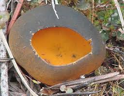 Attēlu rezultāti vaicājumam “Caloscypha fulgens”