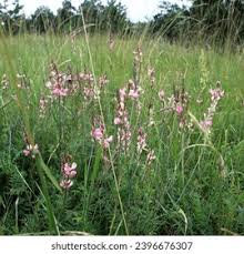 Attēlu rezultāti vaicājumam “Onobrychis arenaria”