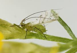 Attēlu rezultāti vaicājumam “Aphididae”