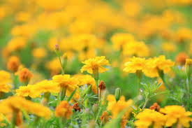 Attēlu rezultāti vaicājumam “Tagetes flower”