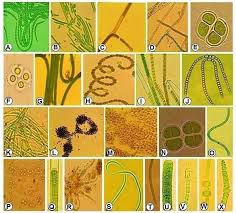 Attēlu rezultāti vaicājumam “Gloeocapsa rupestris”